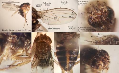 Drosophila hydei
